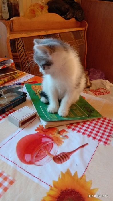 Котенок отдам даром