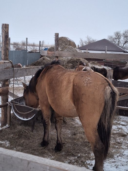 Кула айгыр сатылады!