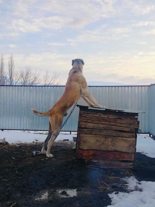 Балгански перат 1 жасар