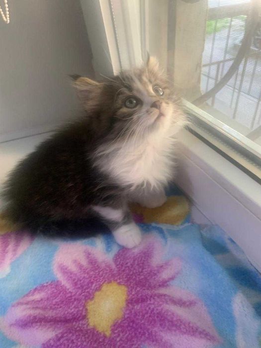 Котенок, созданный для любви!