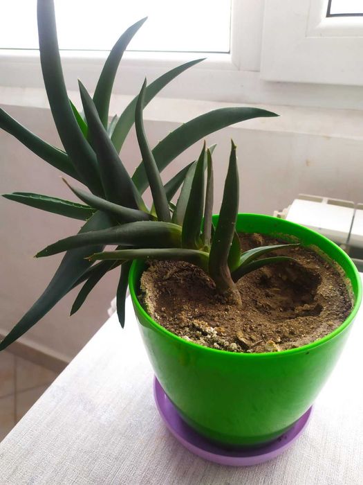 Алое/Aloe вера в саксия за декорация, декоративни растения