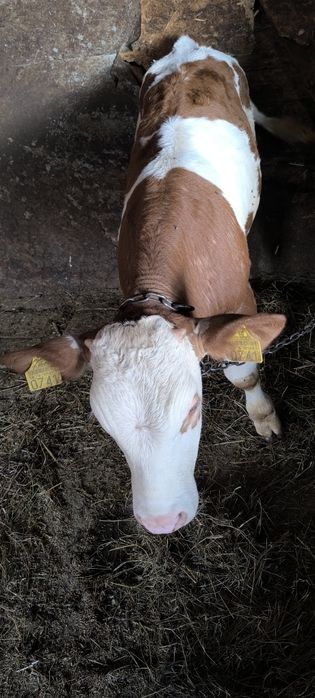 Tăuraș din ferma proprie
