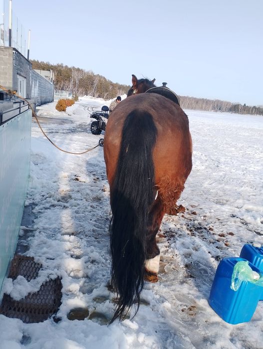 Продам лошадь!!!