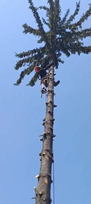Спил деревьев Ағаш кесеміз