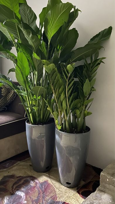 Цветы Гигантские Спатифиллюм Диффенбахия Антуриум Азалия!