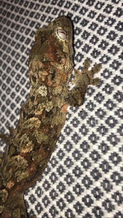 Pui Soparla  Crested Gecko  si Chahoua mainland