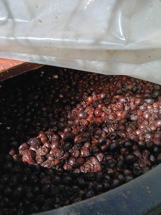 Vând prune pentru fiert