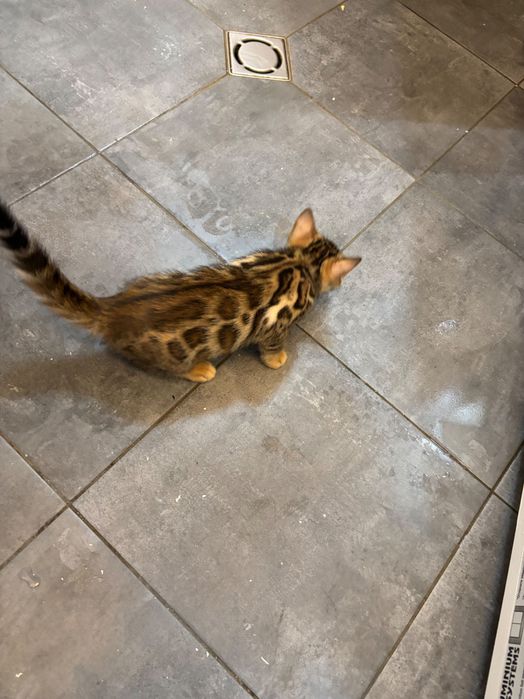 Продавам 2 Бенгалски котки две момченца