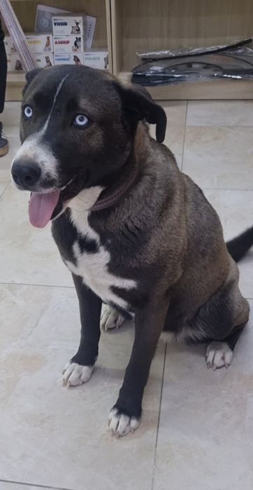 Тинки ищет дом. Доставлю!