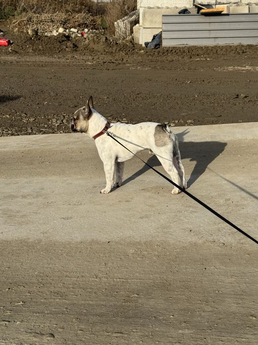 Bulldog francez mascul