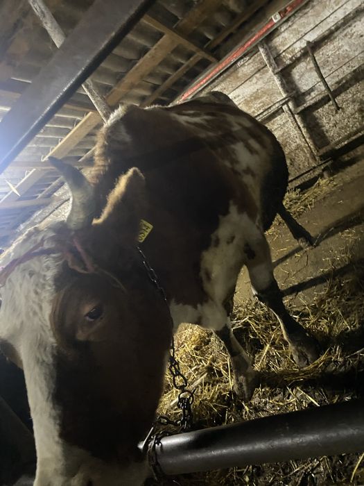 Vand vaca baltata romaneasca