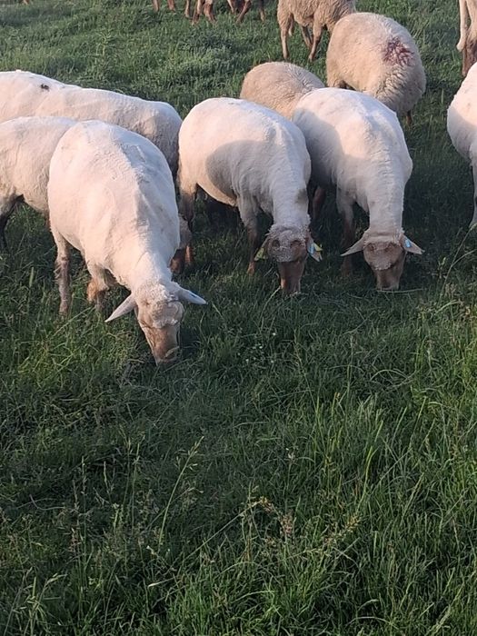100 miele tigaie de tinut