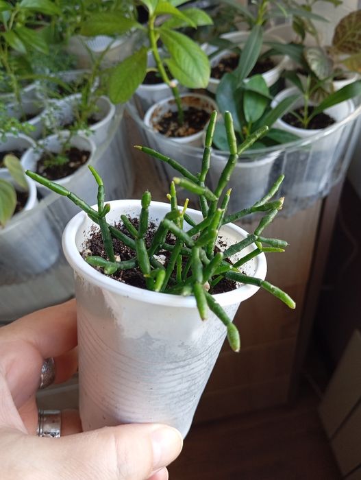Продам отростки, суккуленты