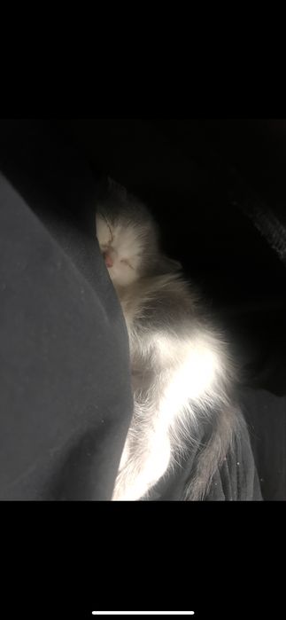 Отдам котенка даром, девочка
