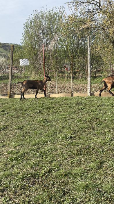 Ieduta Alpina Franceza (linie buna) foarte reusita, talie foarte buna!