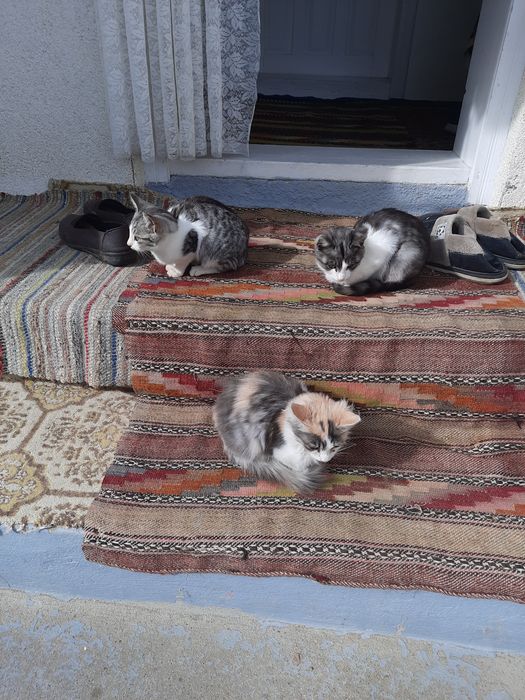Pisici spre adoptie