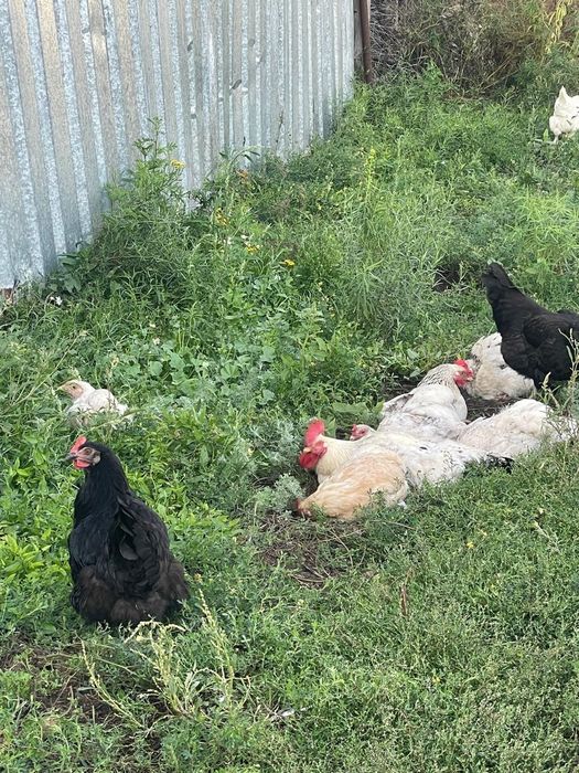 Продам домашних куры