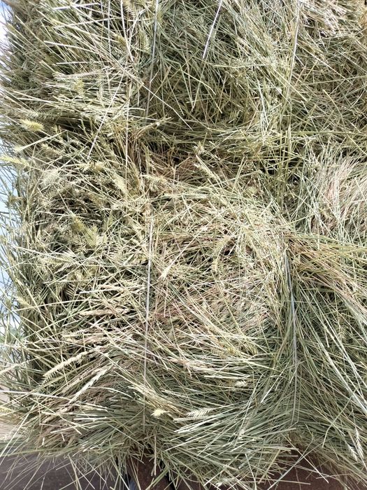 Сено разнотрвье, житняк первокос зеленка
