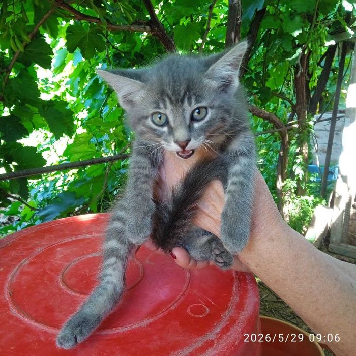 КОТЯТА отдадим в хорошие руки бесплатно!