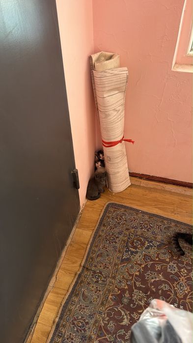 Отдадим котят БЕСПЛАТНО!