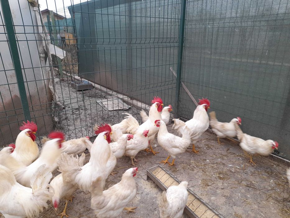 Pui leghorn si australorp, oua de incubat