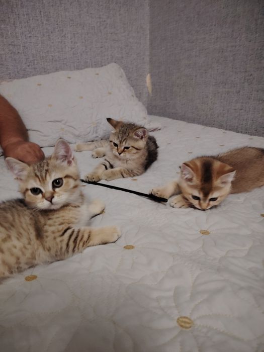Котята британской шиншиллы