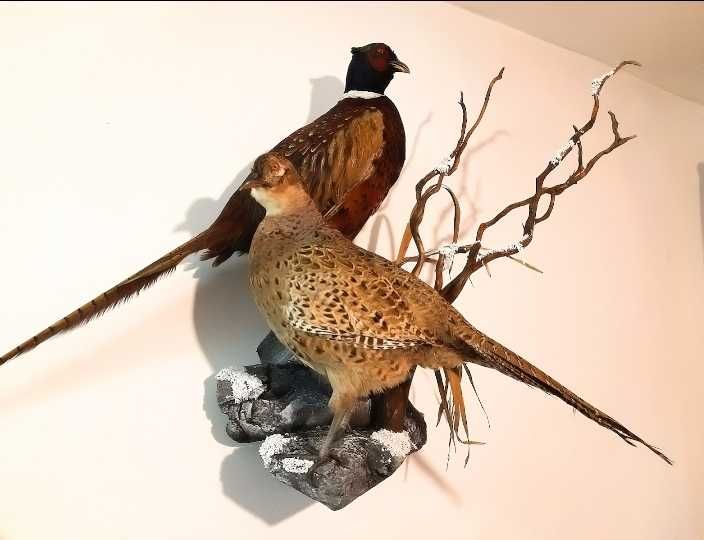 Препариране на животни.