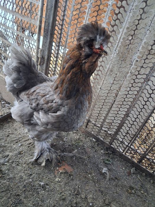 Vand 20 oua de gaini motate