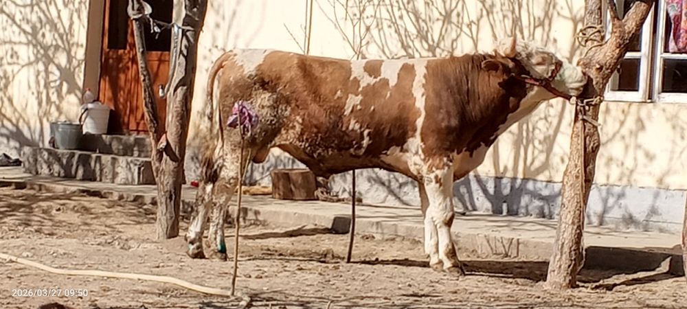 Smental hoʻkiz sotiladi