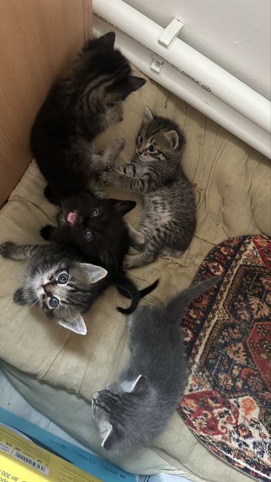 Котята бесплатно