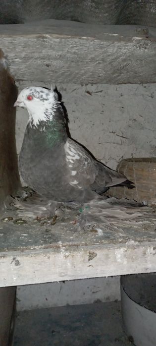 Голуби    Алматы