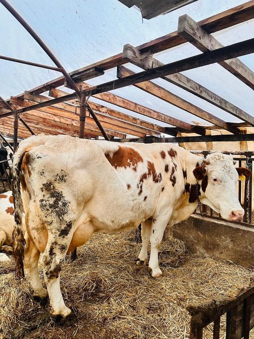 Vacă de vânzare la alegere