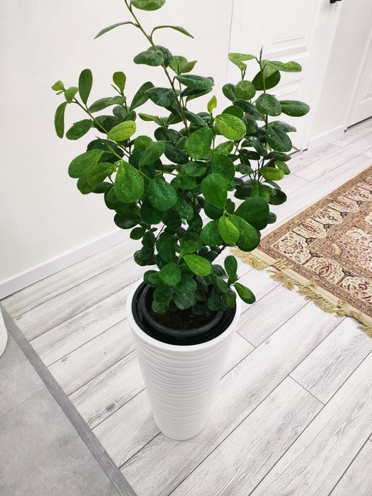 Комнатные цветы.. Доставка