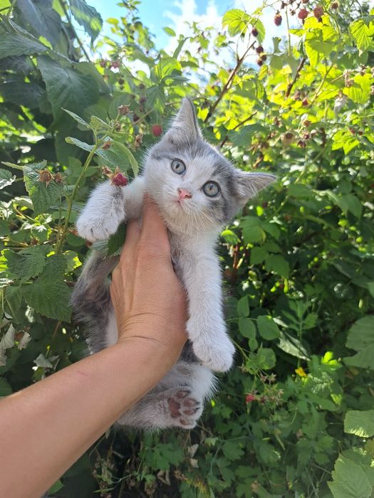 Отдам котят 2 мес