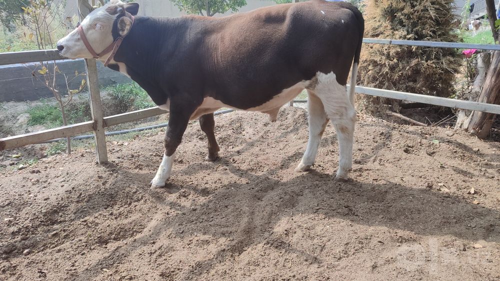 Simmental novvos