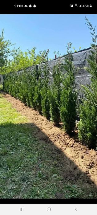 Plante ornamentale  / Amenajări grădini