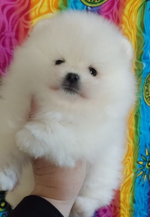 Мальчик померанчик