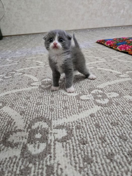 Срочно продаются котята
