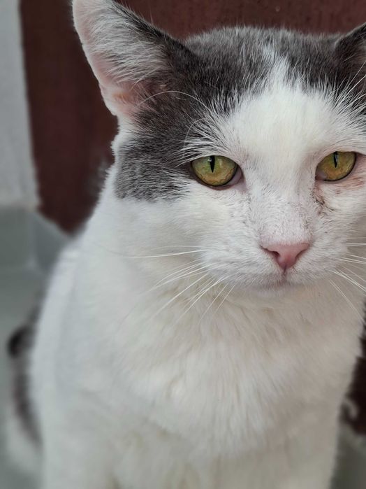Adoptie pisoca motan alb castrat