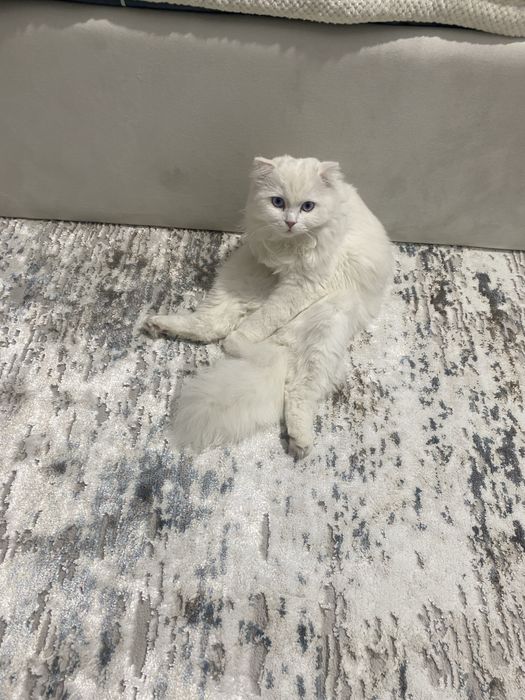 Турецкая ангора