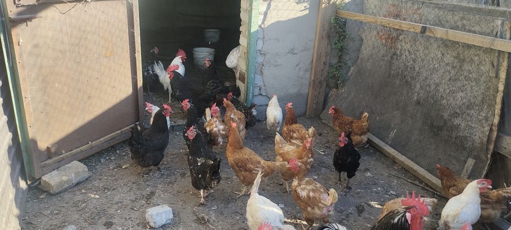 Куры несушки продам