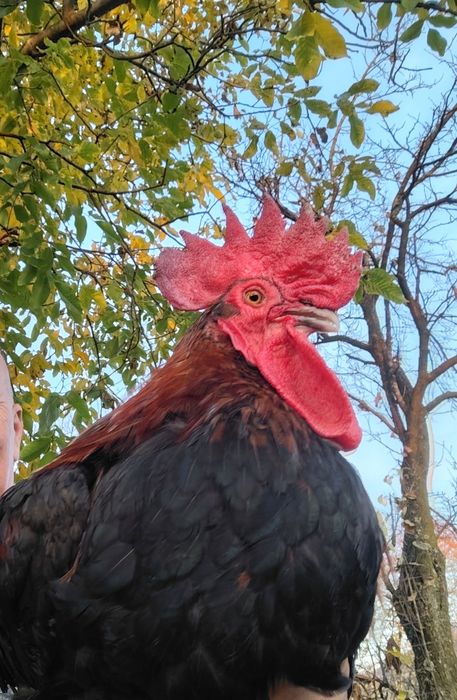 Vând oua incubat găini rasa mixta origine Franța  - MARANS, 8 lei/ou.