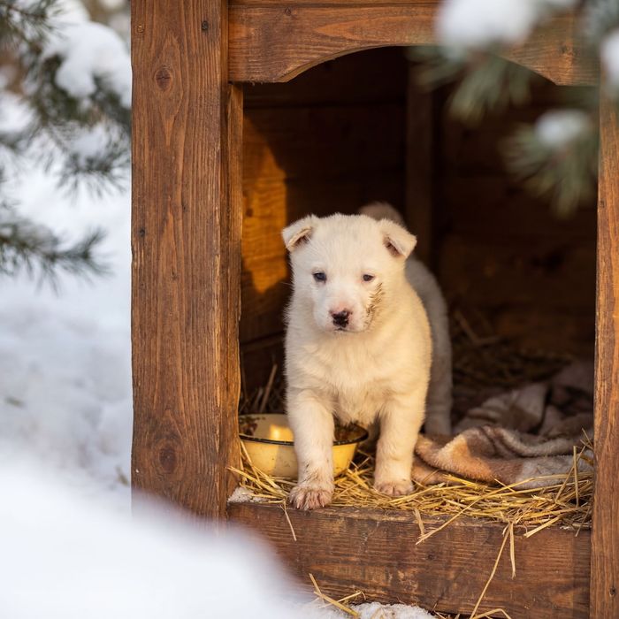 Щенки от мамы хаски