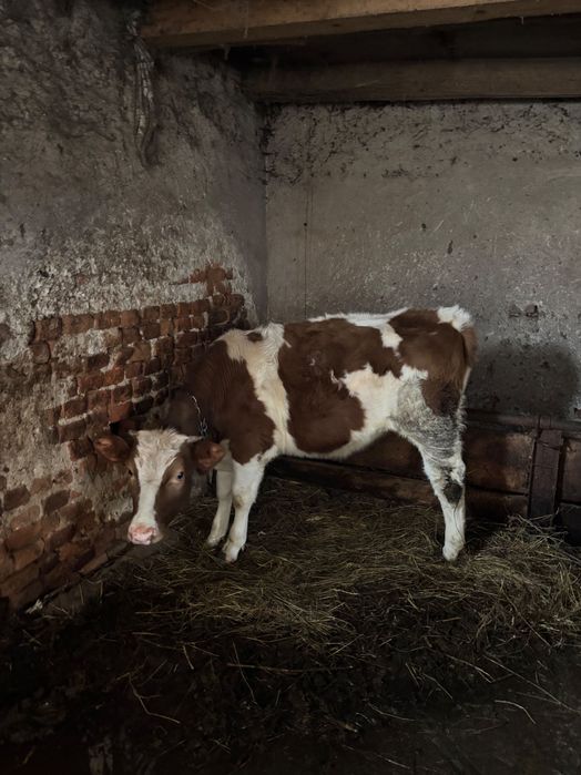 Vitea de vânzare de 8 luni în Domasnea