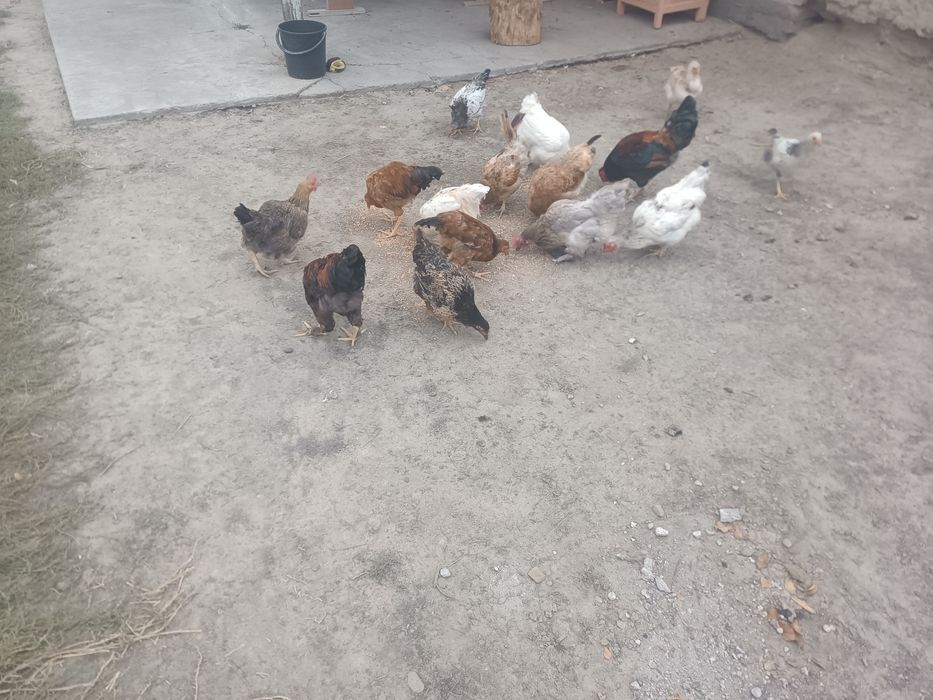 Продам куры крупные