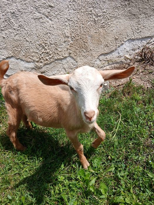 Iezi de vanzare..