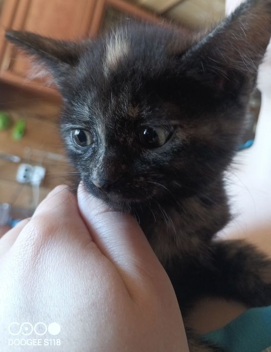 Отдадим бесплатно