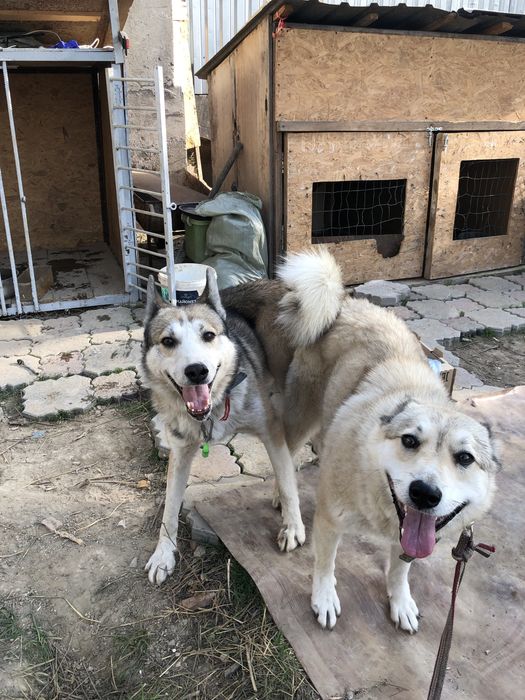 Вязка лайки Алтай