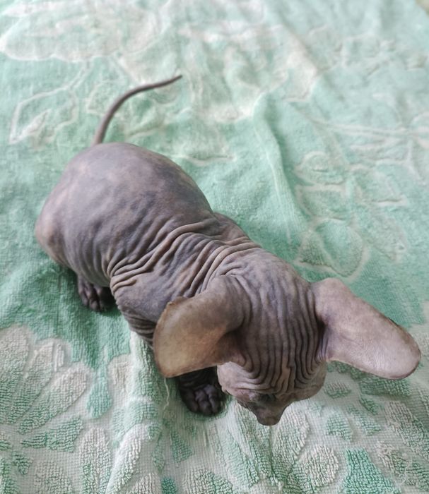 Продаются котята сфинксы