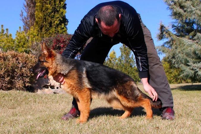 Родословни Немски Овчарки